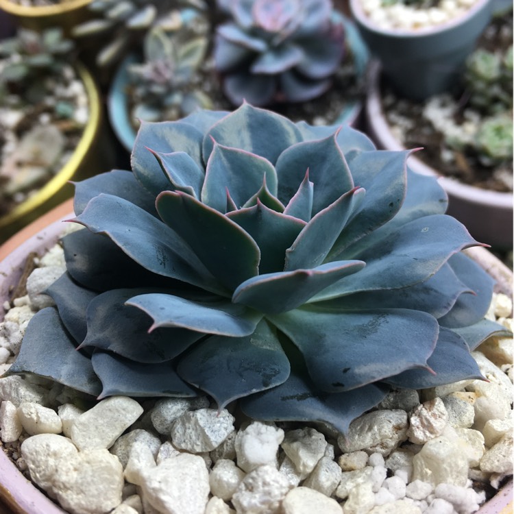 Plant image Echeveria Blue Heron