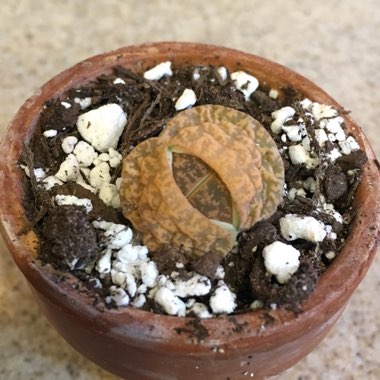 Lithops Hookeri var. Dabneri