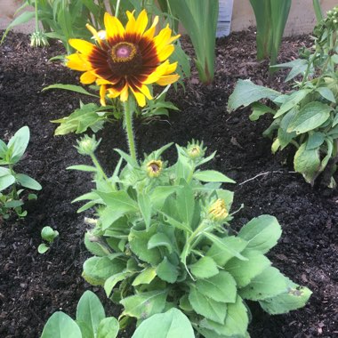 Rudbeckia hirta 'Denver Daisy'