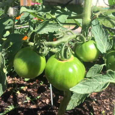 Solanum lycopersicum  syn. Lycopersicon lycopersicum