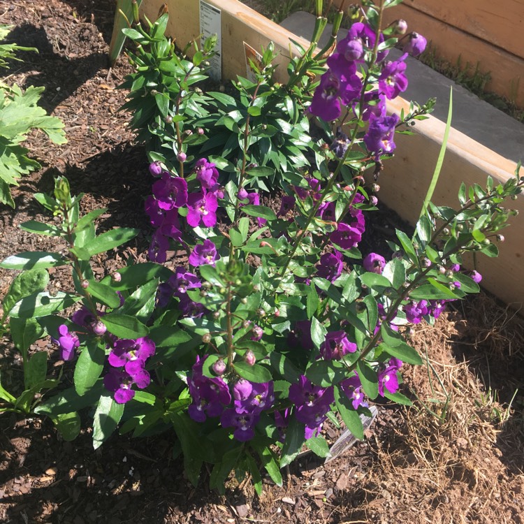 Plant image Angelonia Angustifolia