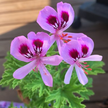 Pelargonium 'Citrosum' syn. Pelagonium citrosum, Pelargonium graveolens 'Citrosum'