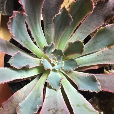 Echeveria Neon Breakers