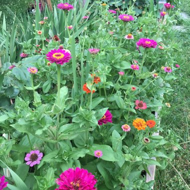 Zinnia elegans