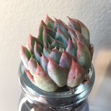 Echeveria Starlite