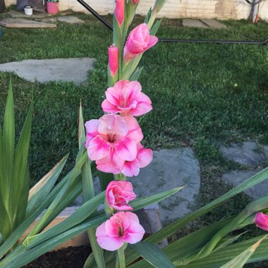 Gladiolus