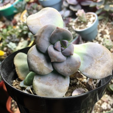 Graptopetalum Superbum