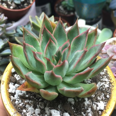 Echeveria Starlite