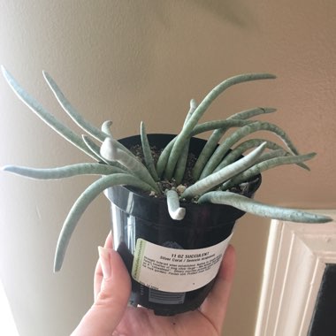 Senecio Scaposus