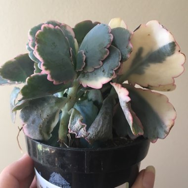 Kalanchoe fedtschenkoi 'Variegata'