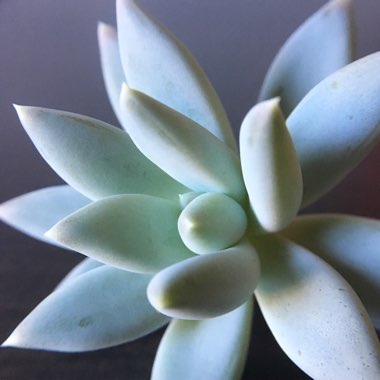 Pachyphytum Moon Silver