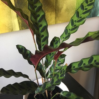 Calathea lancifolia