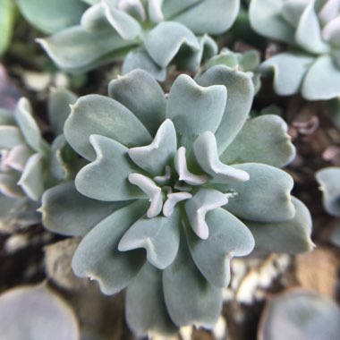 Echeveria Runyonii var. Topsy Turvy