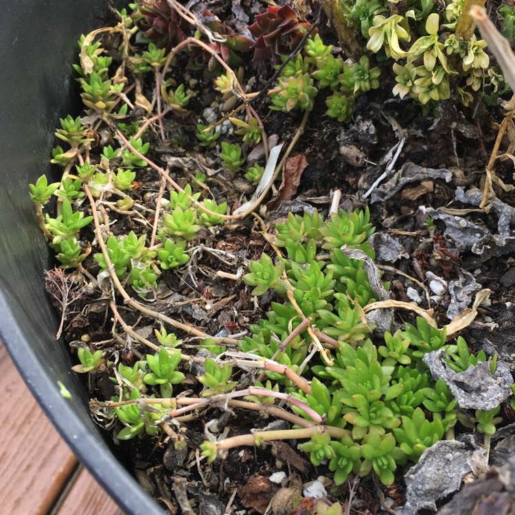 Plant image Sedum Lineare