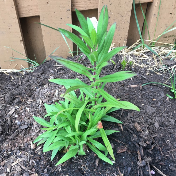 Plant image Aster Violetta