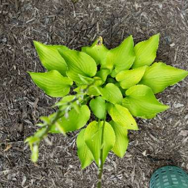 Plantain Lily 'Birchwood Parky's Gold'