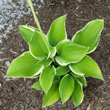 Plantain Lily 'Regal Splendor'