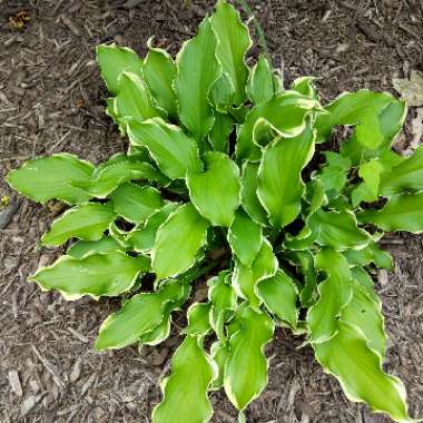 Plantain Lily 'Wheee!'