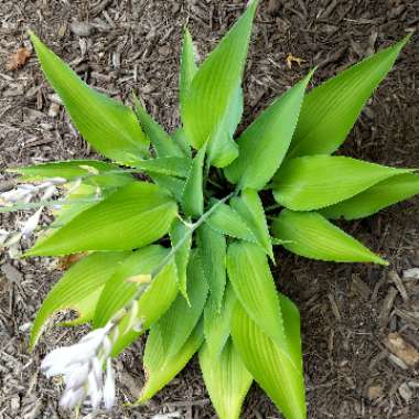 Plantain Lily 'Awakening Angel'