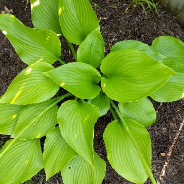 Plantain Lily 'Elatior'