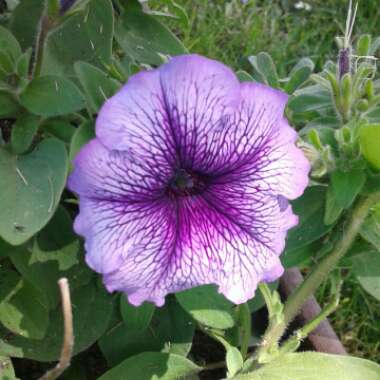 Salpiglossis sinuata 'Royale Mixed' (Mix)