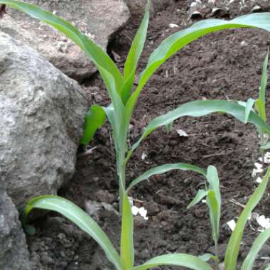 Zea mays var. saccharata 'Minipop' F1