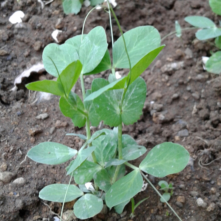 Plant image Lathyrus odoratus 'Blue Celeste'