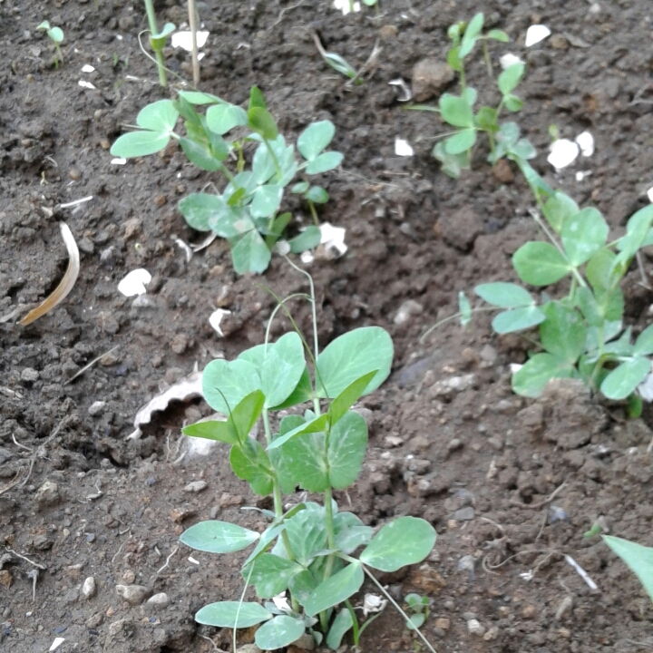 Plant image Lathyrus odoratus 'Blue Celeste'