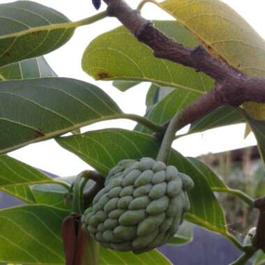 Annona reticulata