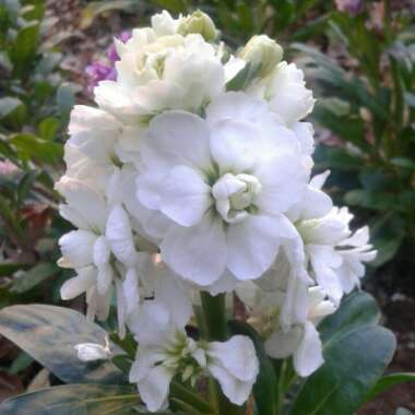 Matthiola Incana  syn. Matthiola incana 'Brompton' ;  Matthiola arborescens