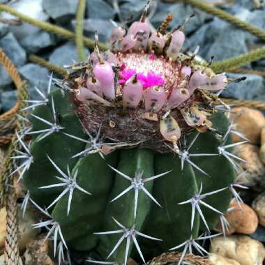 Ferocactus latispinus