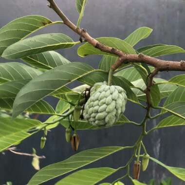 Annona reticulata