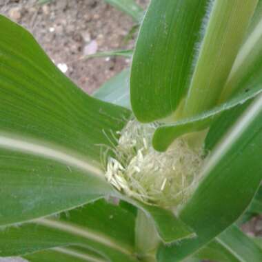 Zea mays var. saccharata 'Minipop' F1