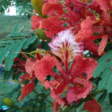 Delonix regia