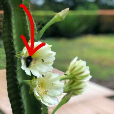 Echinopsis spachiana