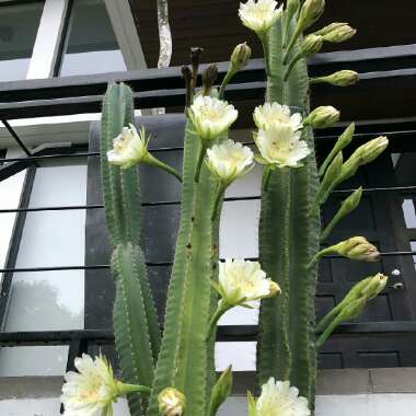 Echinopsis spachiana