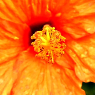 Hibiscus rosa-sinensis