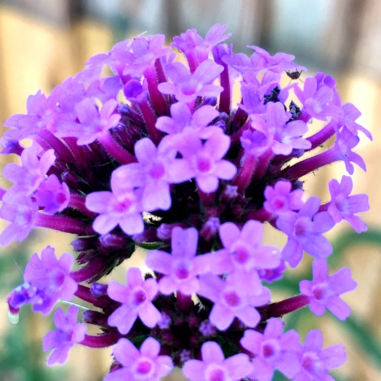 Plant image Heliotropium arborescens 'Marine'