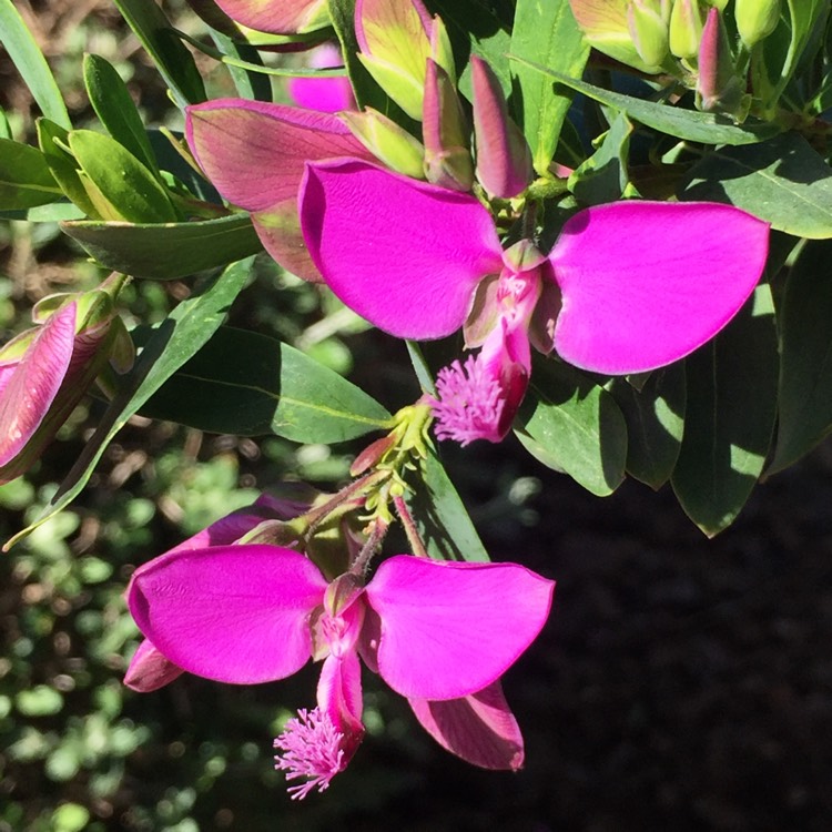 Plant image Polygala myrtifolia