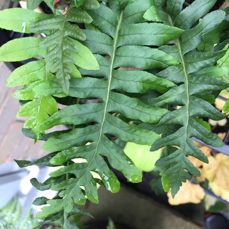 Plant image Polypodium vulgare