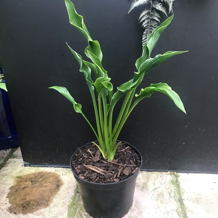 Plant image Hosta 'Praying Hands'