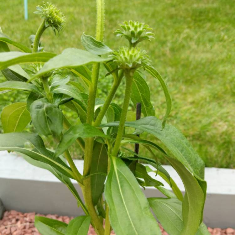 Plant image Echinacea 'Cheyenne Spirit' (Orange)