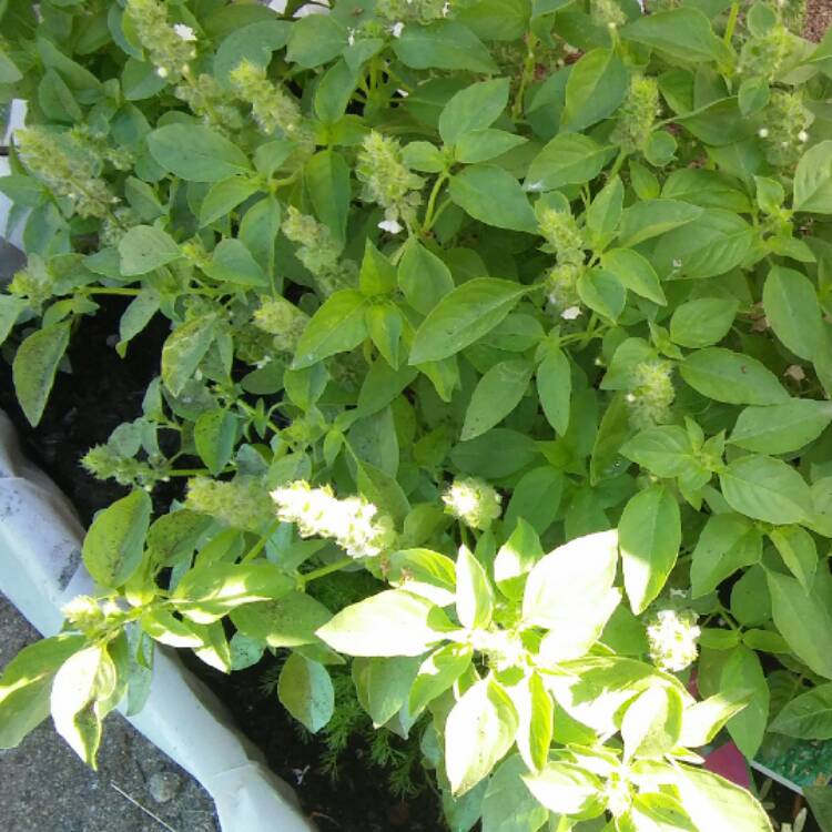 Plant image Stevia rebaudiana