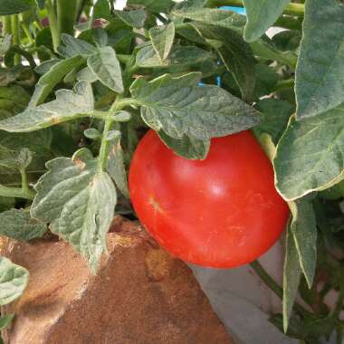 Bush Tomato 'Terenzo' (Cherry Tomato)