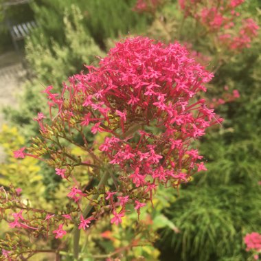 Centranthus ruber