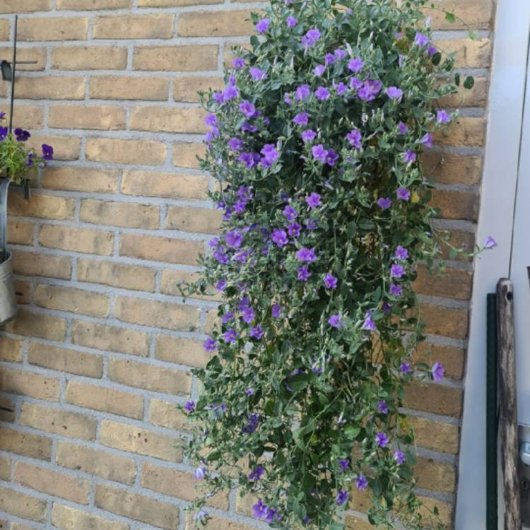 Plant image Convolvulus sabatius 'Fleurie Blue'