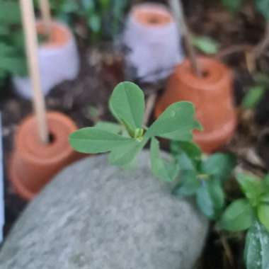 Baptisia australis