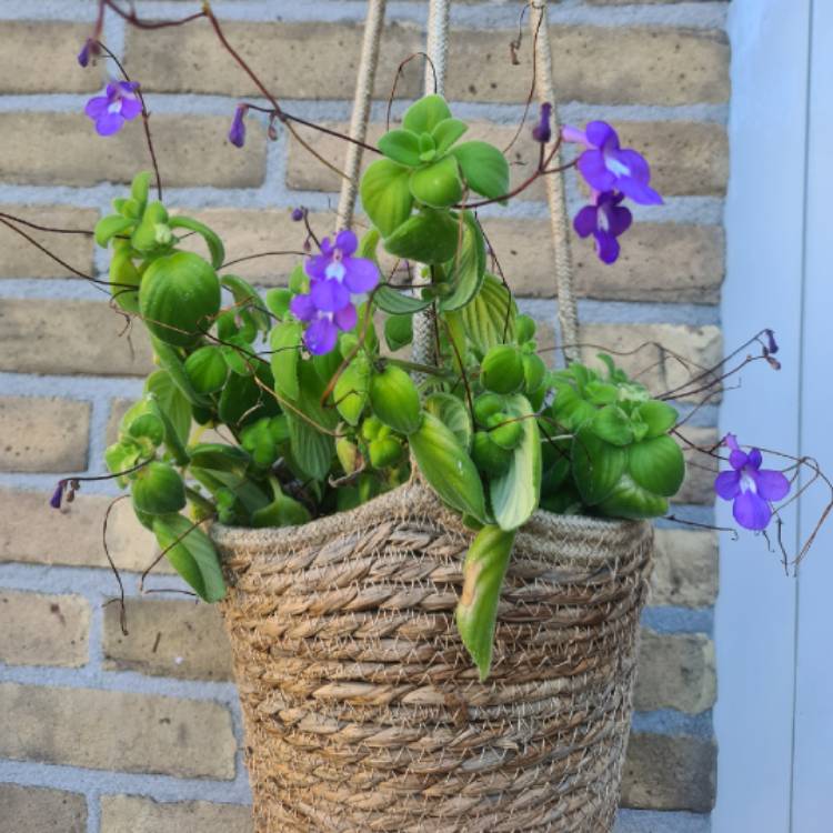 Plant image Streptocarpus saxorum