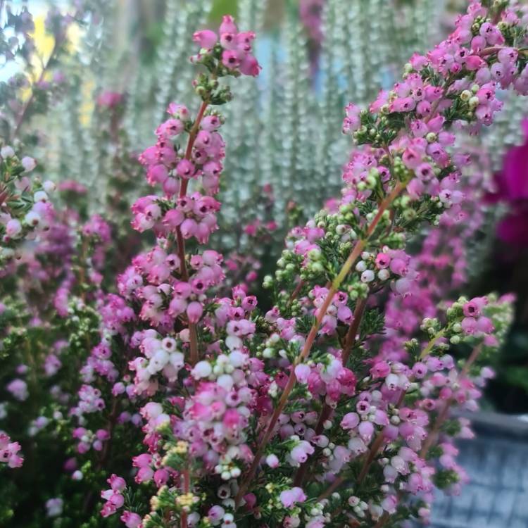 Plant image Erica gracilis