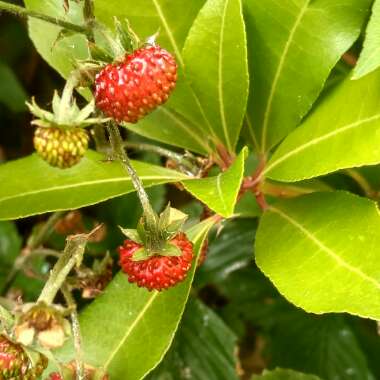 Woodland Strawberry